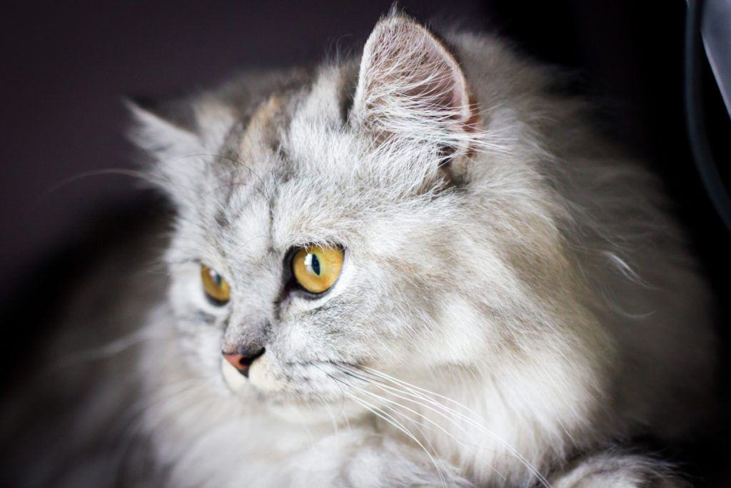 pufik